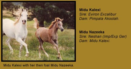 Midu Arabians - Brood Mares
